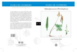 Ophioglossaceae (Pteridophyta)