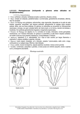 1.3.3.3.3. Plantaginaceae (Incluyendo a Géneros Antes Ubicados En Scrophulariaceae)