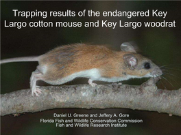 Trapping Results of the Endangered Key Largo Cotton Mouse and Key Largo Woodrat