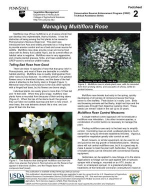 Managing Multiflora Rose