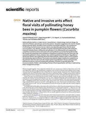 Native and Invasive Ants Affect Floral Visits of Pollinating Honey Bees in Pumpkin Flowers (Cucurbita Maxima)