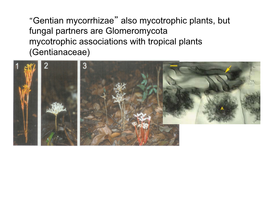 Gentian Mycorrhizae