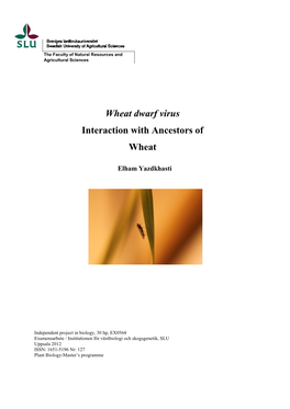 Wheat Dwarf Virus Interaction with Ancestors of Wheat