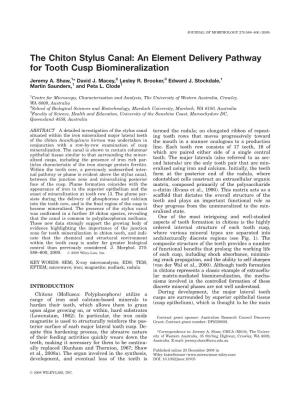 The Chiton Stylus Canal: an Element Delivery Pathway for Tooth Cusp Biomineralization