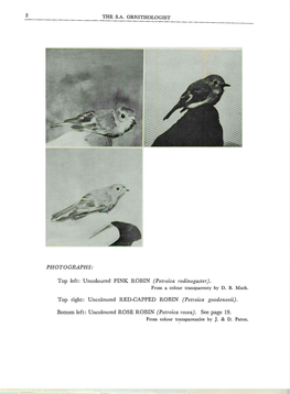 Top Left: Uncoloured PINK ROBIN (Petroica Rodinogaster). from a Colour Transparency by D