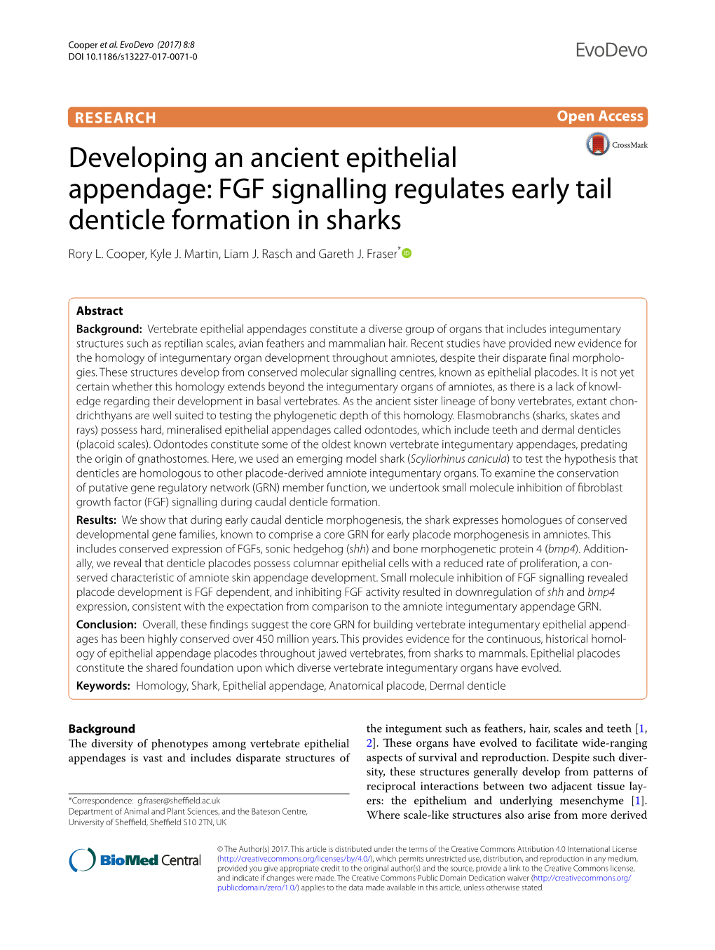 FGF Signalling Regulates Early Tail Denticle Formation in Sharks Rory L