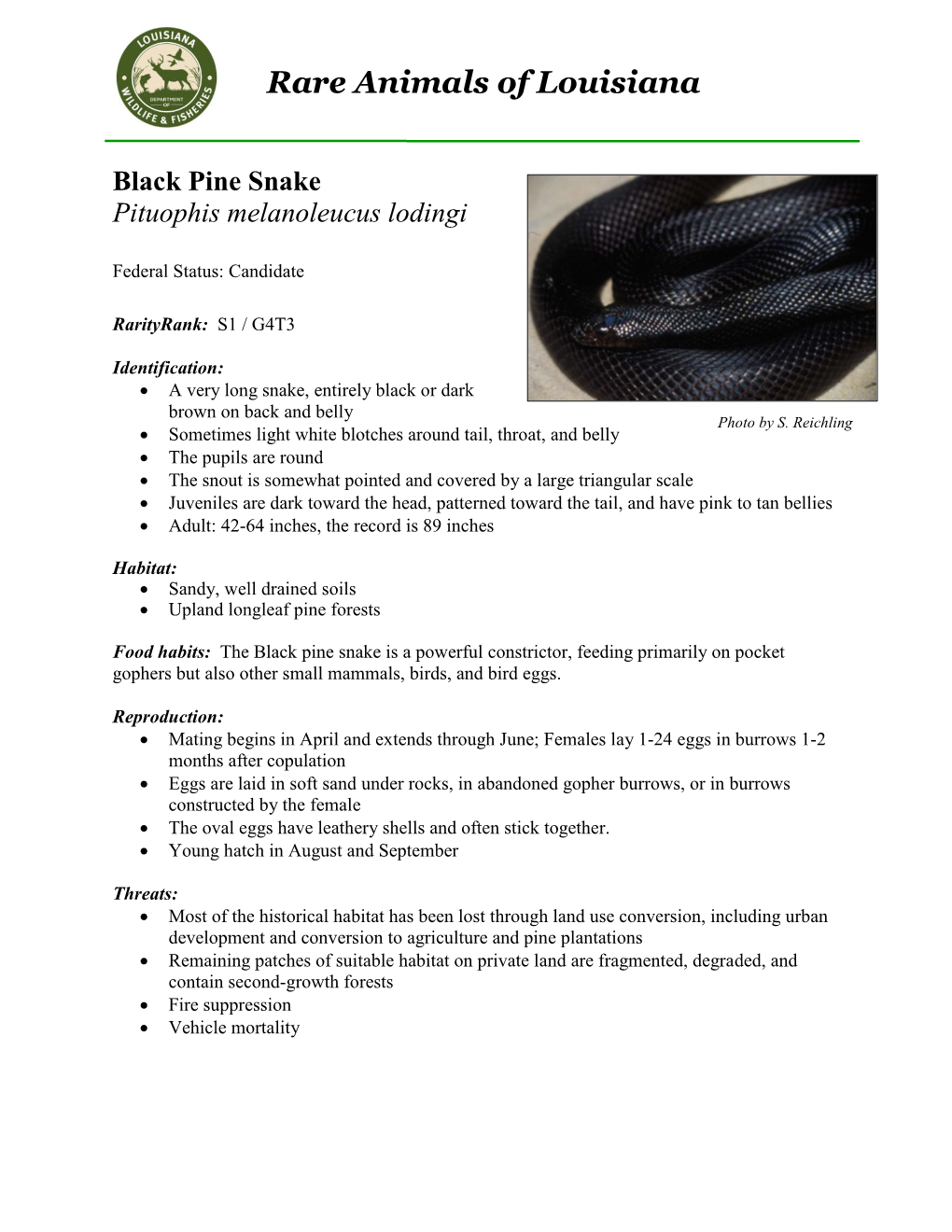 Black Pine Snake Pituophis Melanoleucus Lodingi
