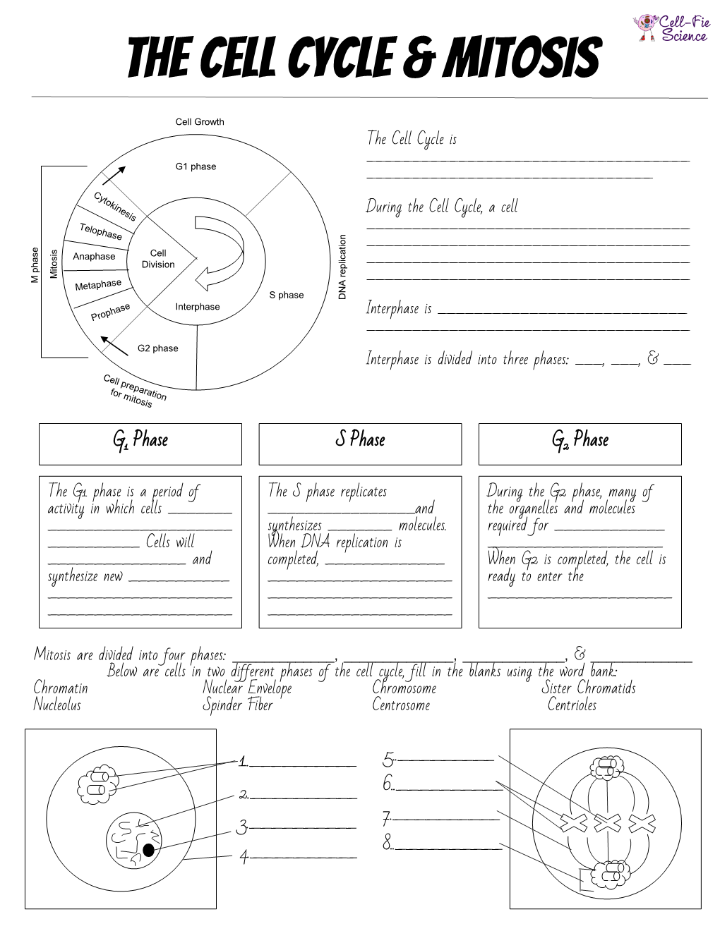 The Cell Cycle & Mitosis