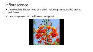 Inflorescence • the Complete Flower Head of a Plant Including Stems, Stalks, Bracts, and Flowers