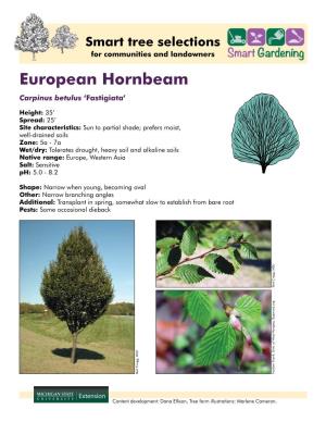 European Hornbeam Carpinus Betulus ‘Fastigiata’
