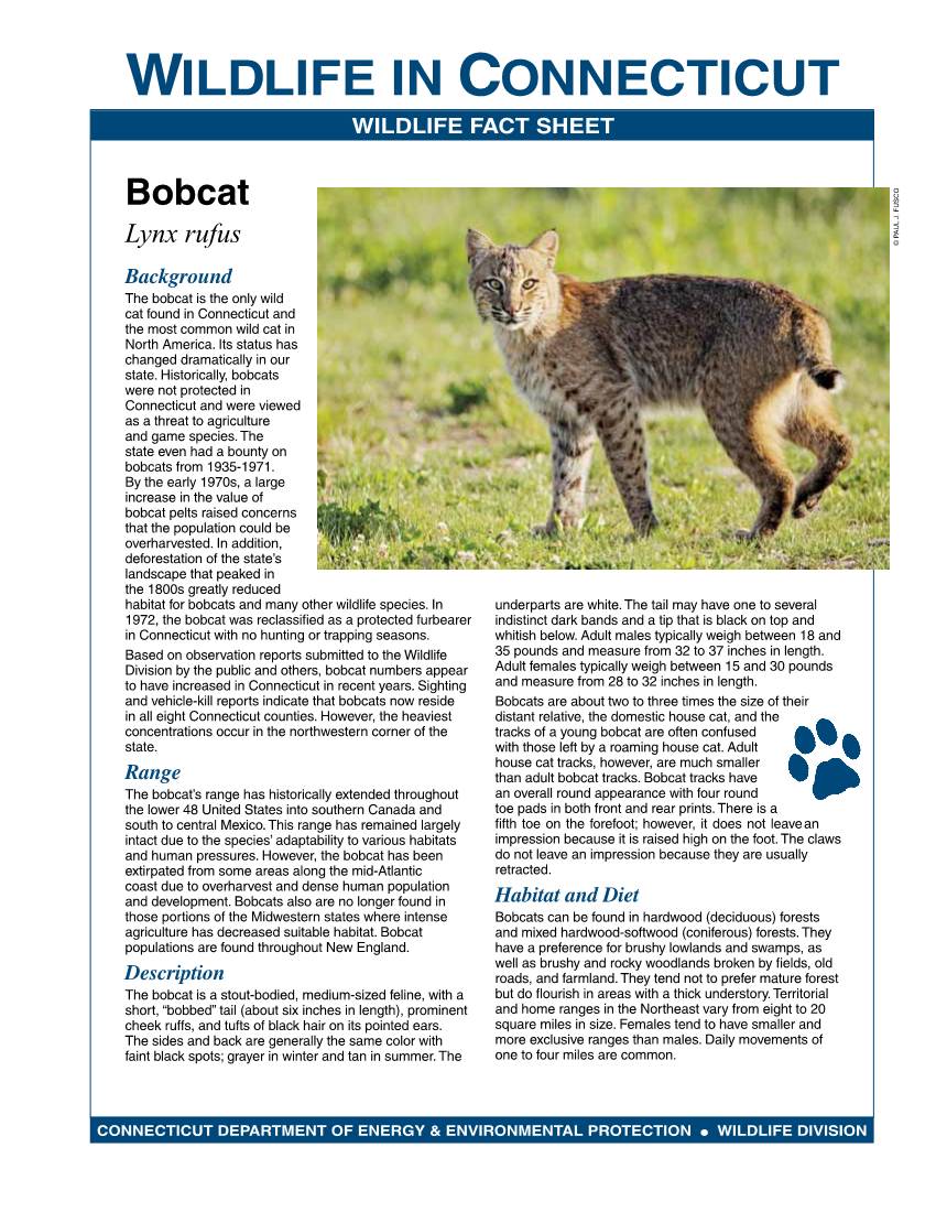 Bobcat Fact Sheet