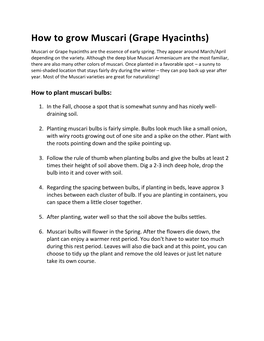 How to Grow Muscari (Grape Hyacinths)