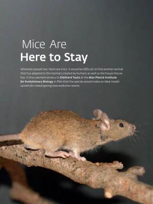 Mice Are Here to Stay