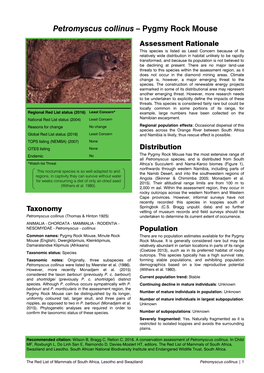 Petromyscus Collinus – Pygmy Rock Mouse