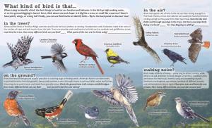 What Kind of Bird Is That... When Trying to Identify a Bird, the First Things to Look for Are Location and Behavior