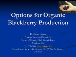 Options for Organic Blackberry Production