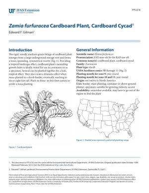 Zamia Furfuracea Cardboard Plant, Cardboard Cycad1 Edward F