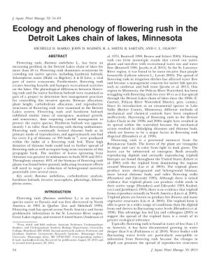 Ecology and Phenology of Flowering Rush in the Detroit Lakes Chain of Lakes, Minnesota