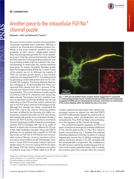 Another Piece to the Intracellular FGF/Na+ Channel Puzzle