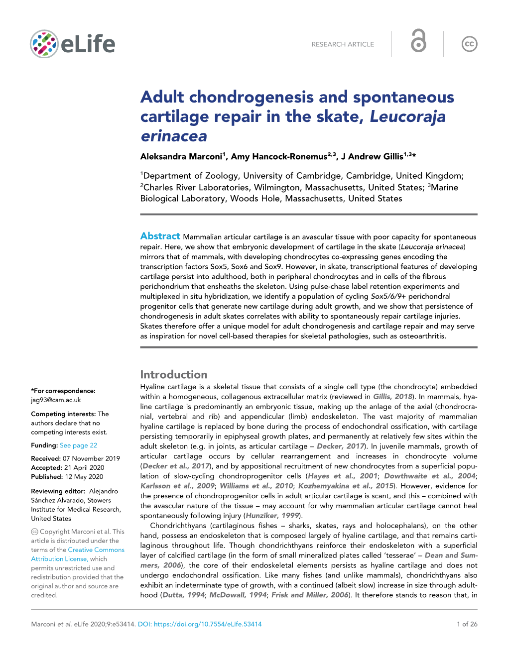 Adult Chondrogenesis and Spontaneous Cartilage Repair in the Skate, Leucoraja Erinacea Aleksandra Marconi1, Amy Hancock-Ronemus2,3, J Andrew Gillis1,3*