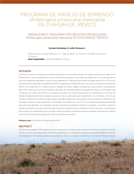 (Antilocapra Americana Mexicana) EN CHIHUAHUA, MÉXICO