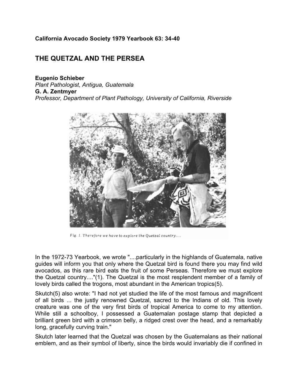 The Quetzal and the Persea