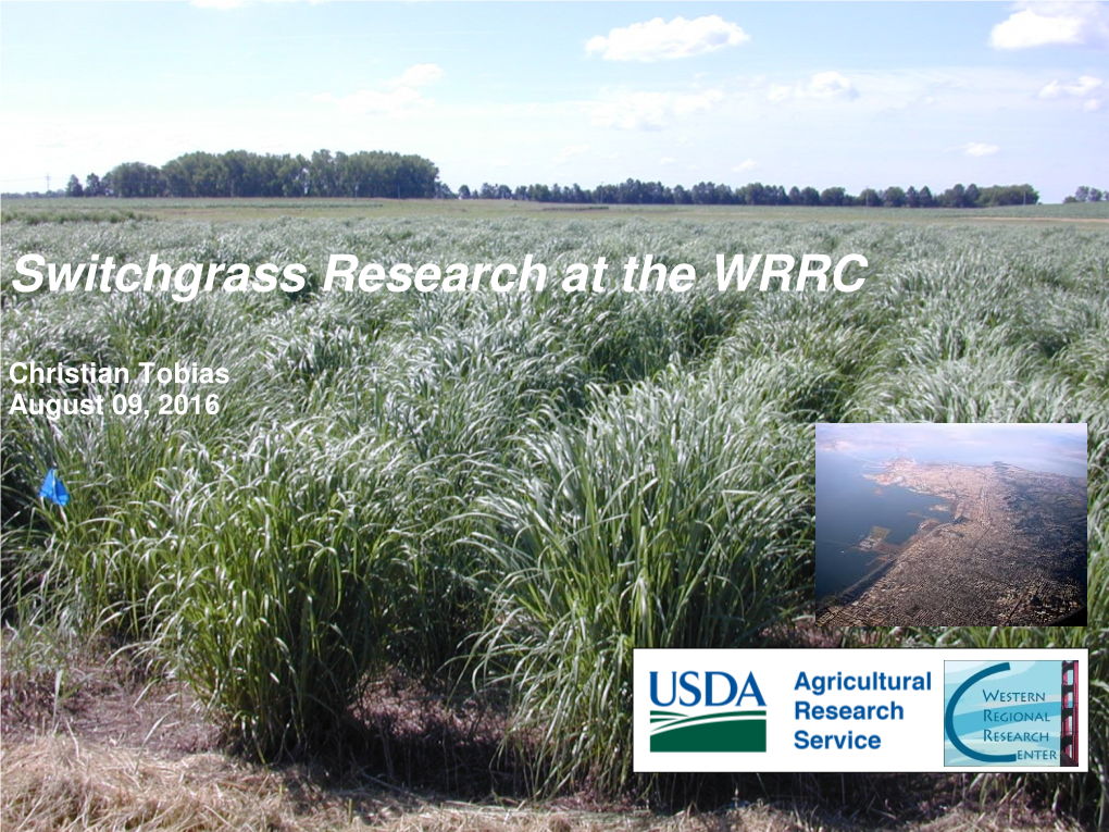 Switchgrass Research at the WRRC