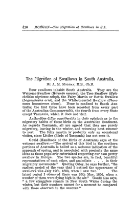 The Migration of Swallows in South Australia. by A