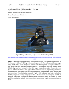 Aythya Collaris (Ring-Necked Duck) Family: Anatidae (Ducks, Geese and Swans) Order: Anseriformes (Waterfowl) Class: Aves (Birds)