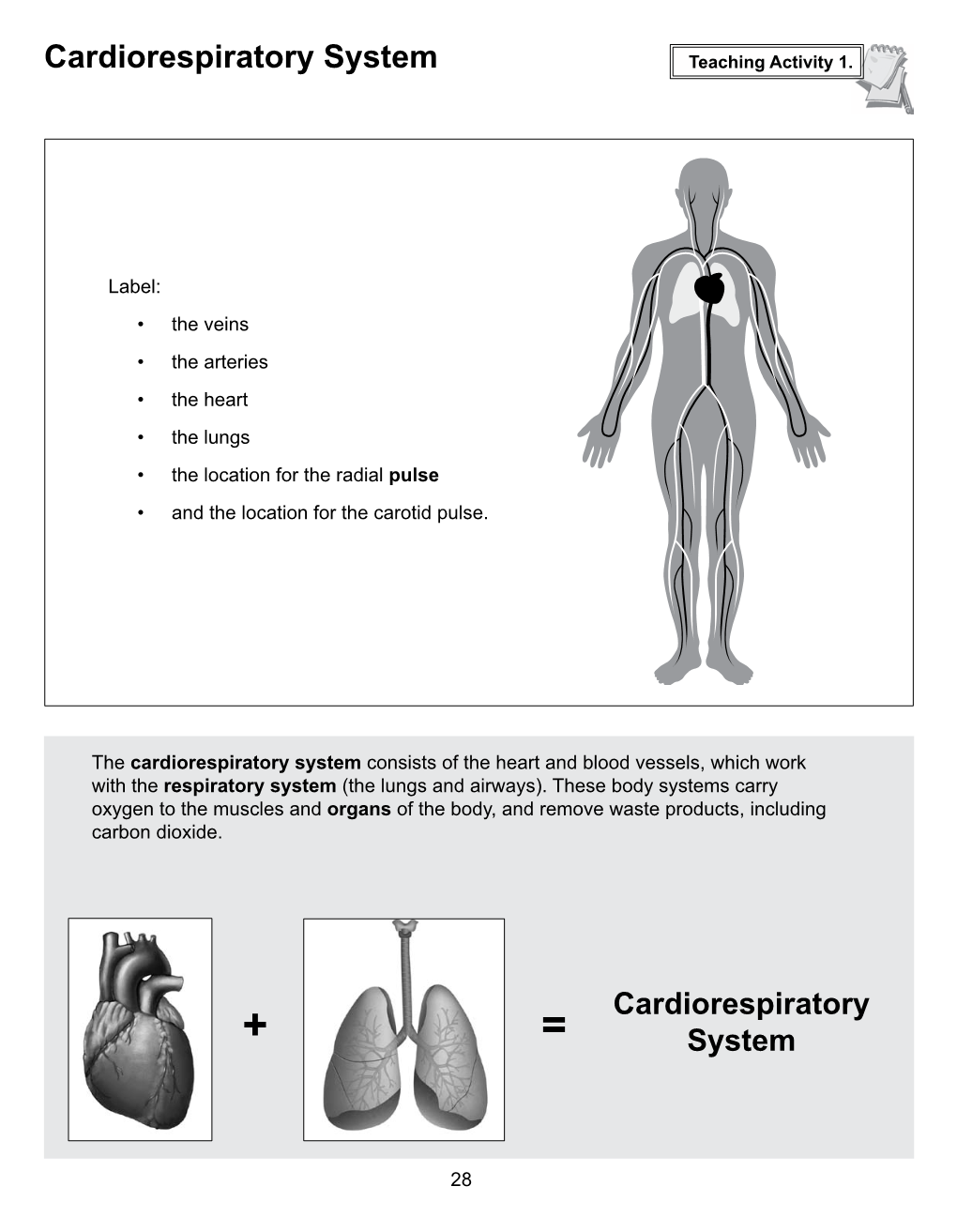 Cardiorespiratory System Teaching Activity 1