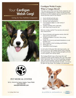 Cardigan Welsh Corgis: What a Unique Breed! PET MEDICAL CENTER