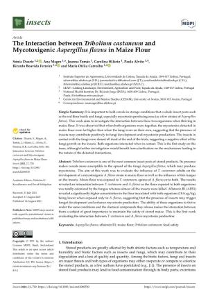 The Interaction Between Tribolium Castaneum and Mycotoxigenic Aspergillus ﬂavus in Maize Flour