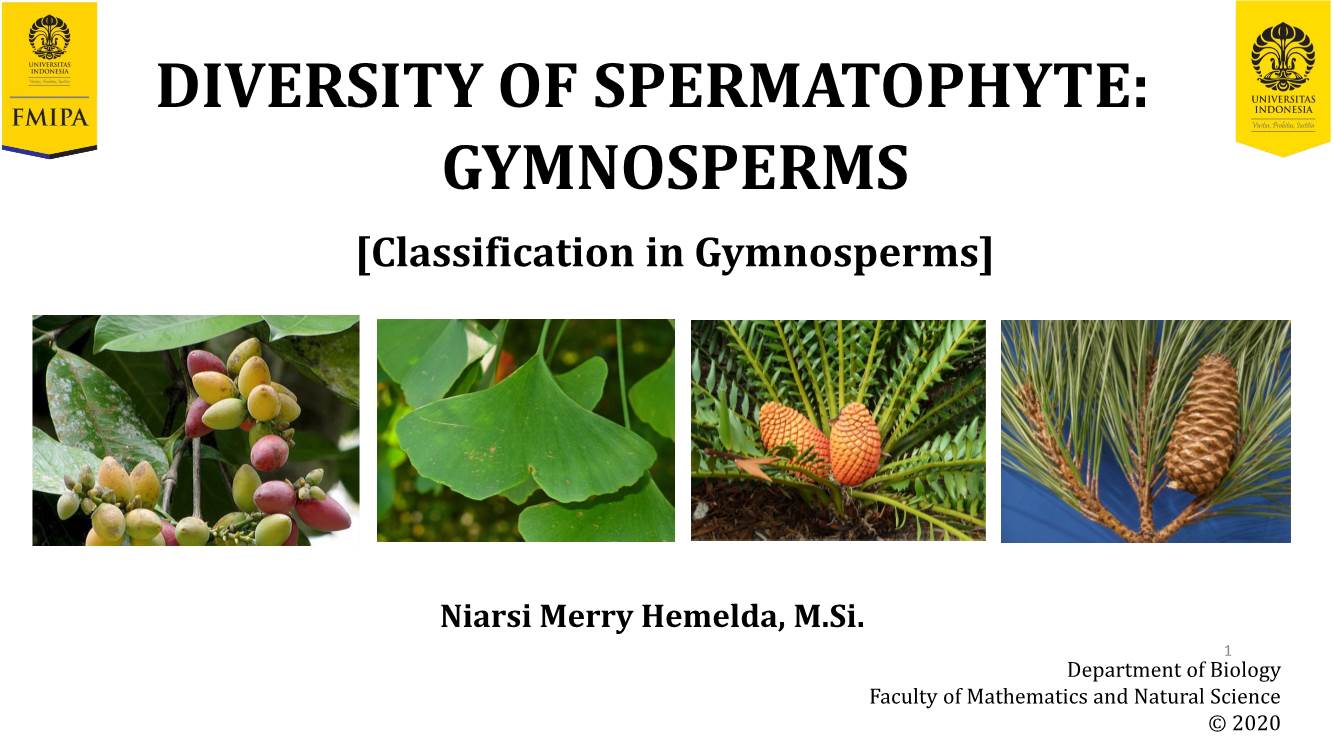 DIVERSITY of SPERMATOPHYTE: GYMNOSPERMS [Classification in Gymnosperms]