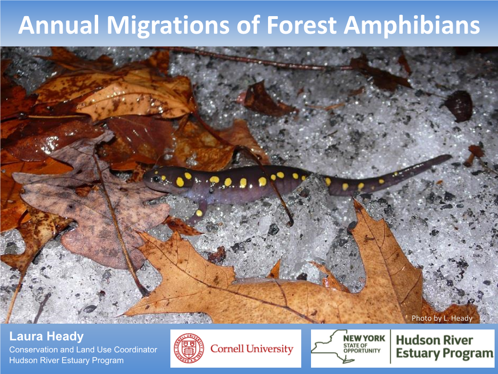 Annual Migrations of Forest Amphibians