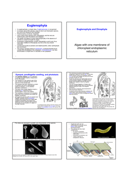 Euglenophyta • in Euglenophytes, a Single Class, Euglenophyceae, Is Recognized