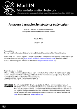 An Acorn Barnacle (Semibalanus Balanoides)