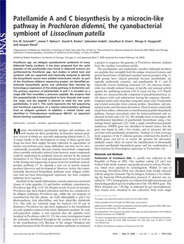 Patellamide a and C Biosynthesis by a Microcin-Like Pathway in Prochloron Didemni, the Cyanobacterial Symbiont of Lissoclinum Patella