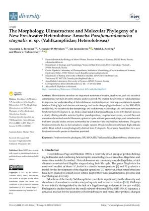 The Morphology, Ultrastructure and Molecular Phylogeny of a New Freshwater Heterolobose Amoeba Parafumarolamoeba Stagnalis N. Sp