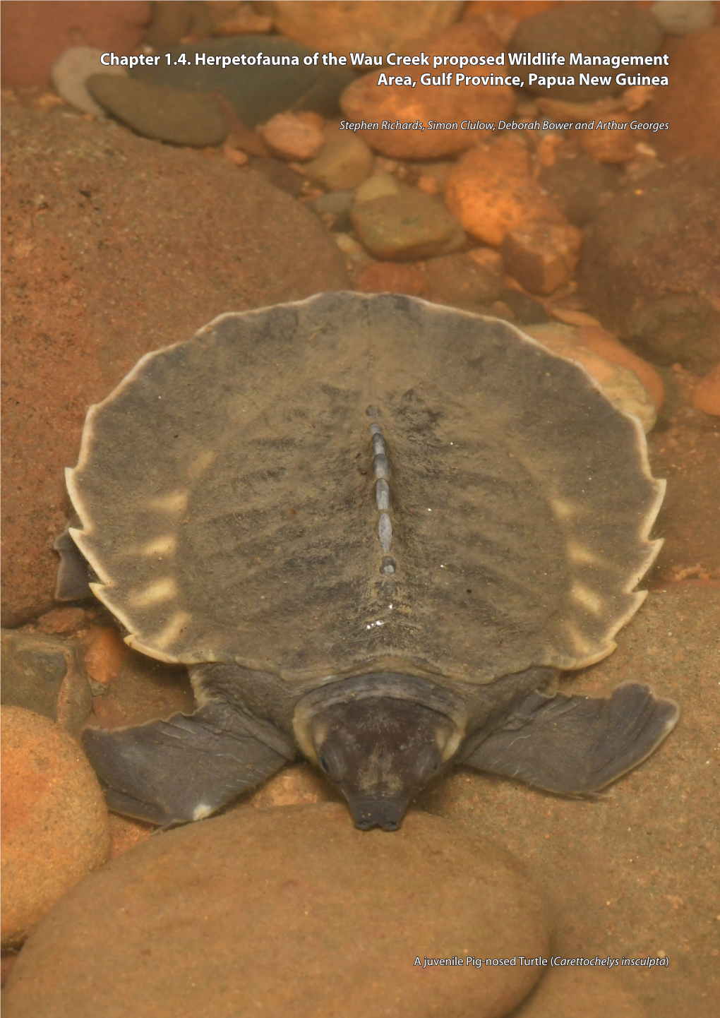 Chapter 1.4. Herpetofauna of the Wau Creek Proposed Wildlife Management