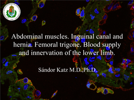 Abdominal Muscles, Canals, Hernias, Vessels, Nerves