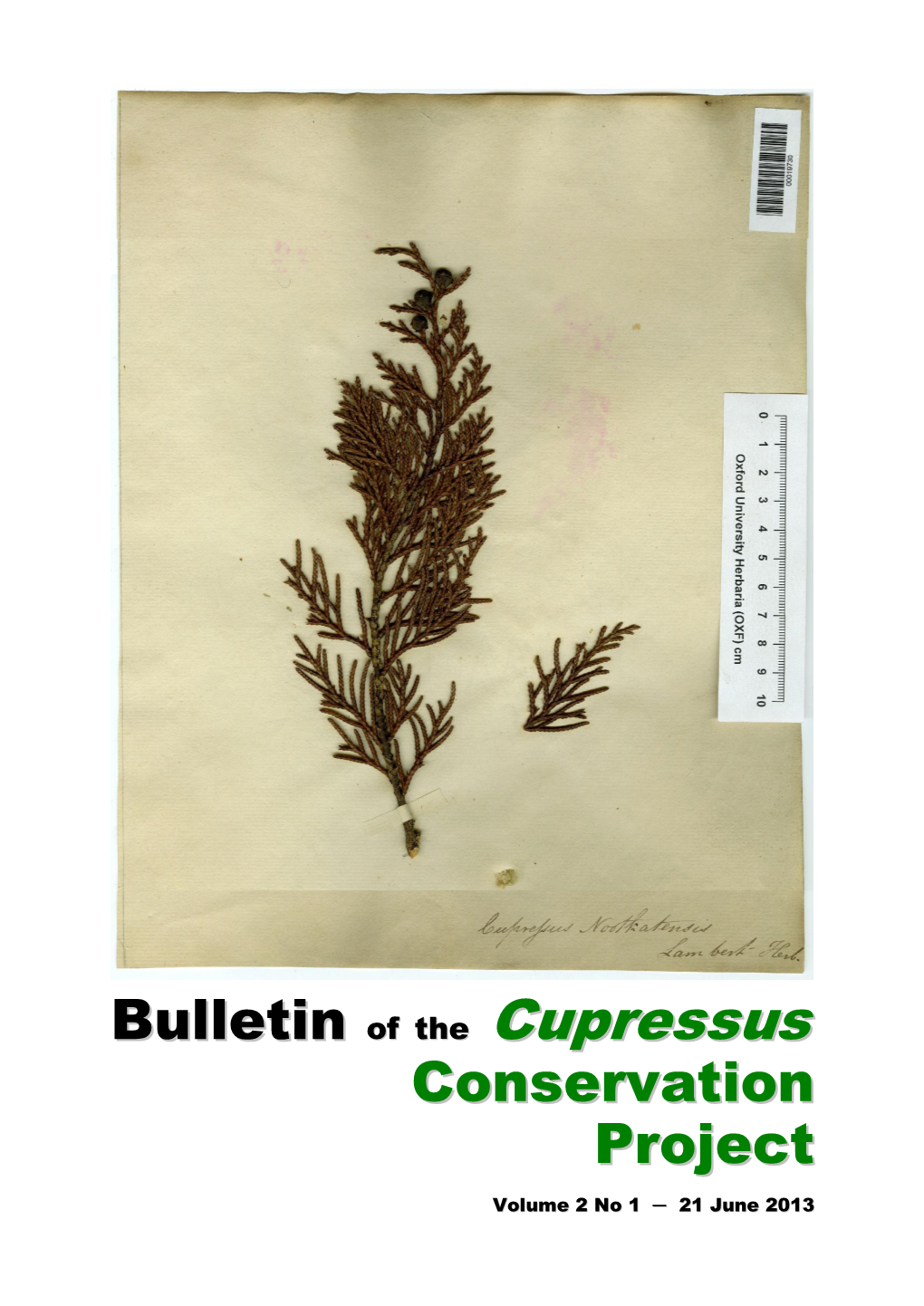 Cupressus Torulosa Var