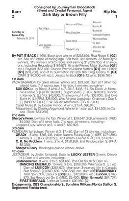 Dark Bay Or Brown Filly Barn 2 Hip No. 1