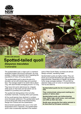 Saving Our Species: Spotted-Tailed Quoll Fact Sheet