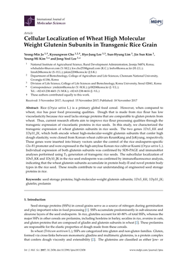 Cellular Localization of Wheat High Molecular Weight Glutenin Subunits in Transgenic Rice Grain