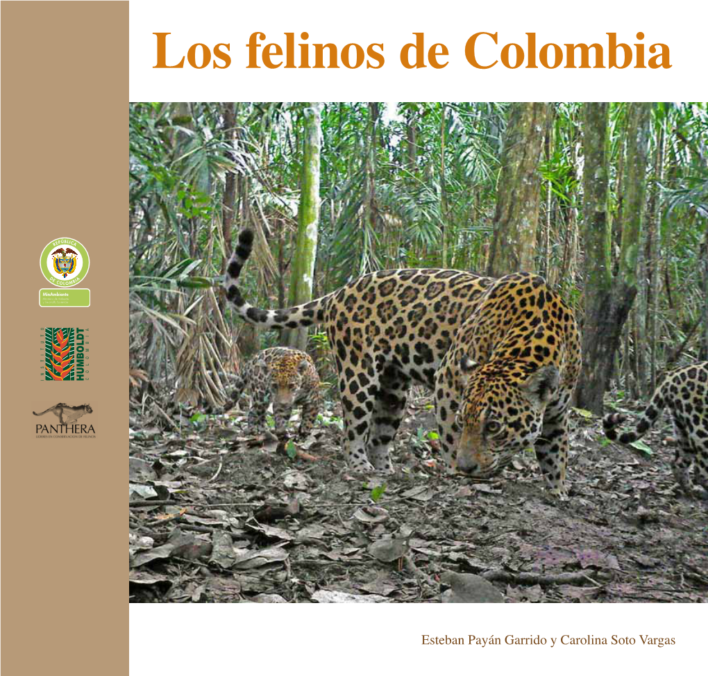 Los Felinos De Colombia