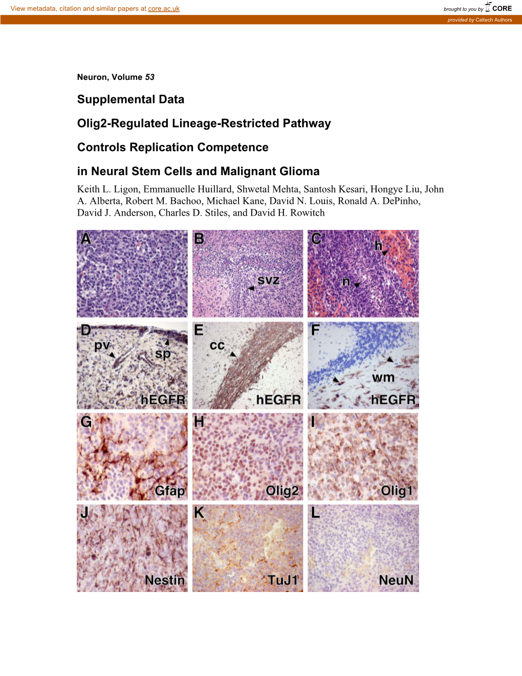 Supplemental Data Olig2-Regulated Lineage-Restricted Pathway Controls Replication Competence in Neural Stem Cells and Malignant