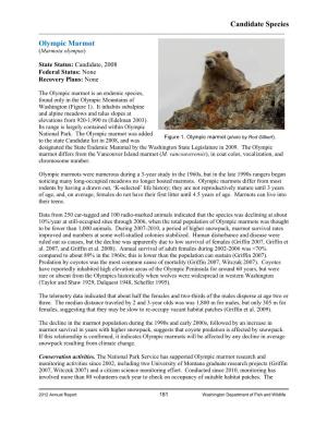 Olympic Marmot (Marmota Olympus)