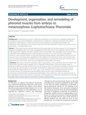 Development, Organization, and Remodeling of Phoronid Muscles from Embryo to Metamorphosis (Lophotrochozoa: Phoronida) Elena N Temereva1,3* and Eugeni B Tsitrin2