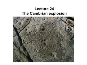 Lecture 24 the Cambrian Explosion Life on Earth - Timescale