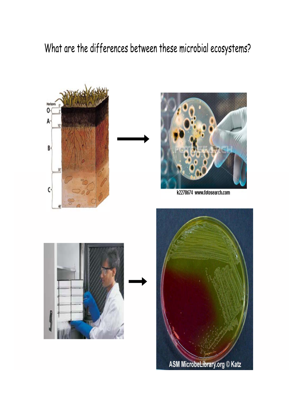 What Are the Differences Between These Microbial Ecosystems? Wwwwe Now